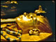 Egyptian Museum